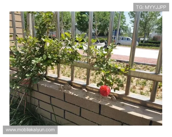 开开云体育入口平台的优势与特点详解，值得一试